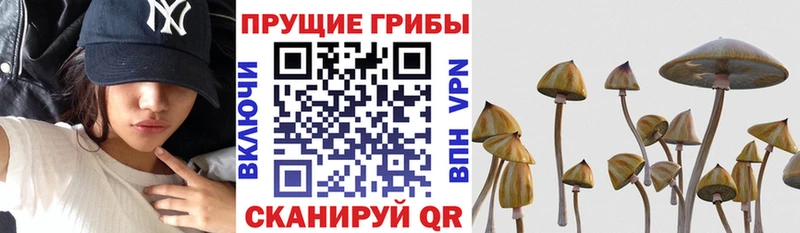Купить где Богданович Псилоцибиновые грибы прущие грибы